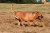 DOGUE DE BORDEAUX 382